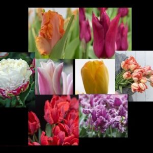Tulip Bulbs - Mix