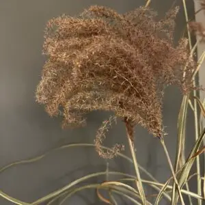 Miscanthus Grass Plumes