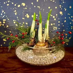 'Paperwhite Nir' Three Bulbs in Landscape Bowl