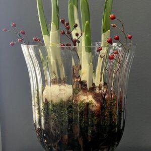 'Paperwhite Nir' Four Bulbs in Large Fluted Glass Vase