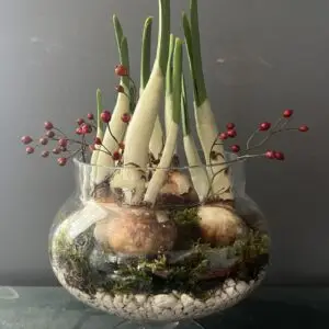 'Paperwhite Nir' Four Bulbs in Large Glass Apothecary Bowl