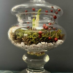 'Paperwhite Nir' Single Bulb in Glass Apothecary Pedestal with Lid