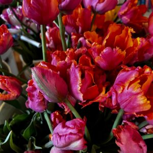 Tulip  - Amazing Parrot