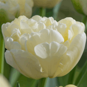 Tulip - Avant Garde
