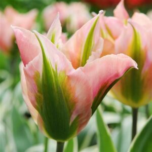 Tulip - China Town