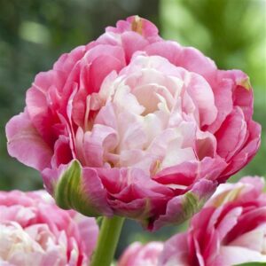 Tulip - Double Sugar