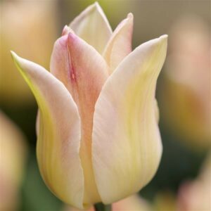 Tulip - Elegant Lady