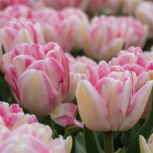 Tulip - Foxtrot