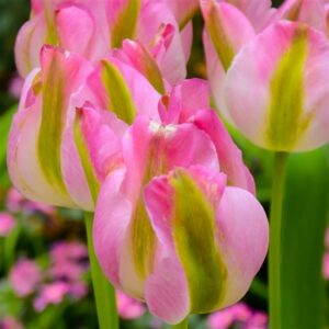 Tulip - Greenland