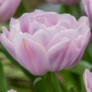 Tulip - Katinka