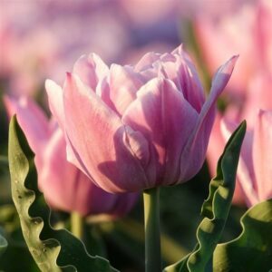 Tulip - Sambuca