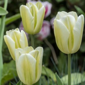 Tulips - Spring Green
