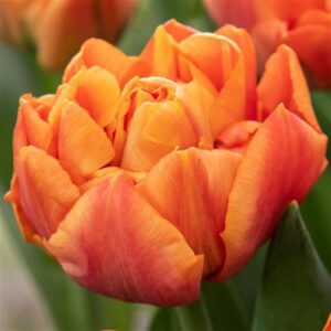 Tulip - Valdivia