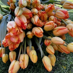 Tulip - Yellow Pride